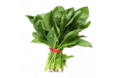 Green Spinach